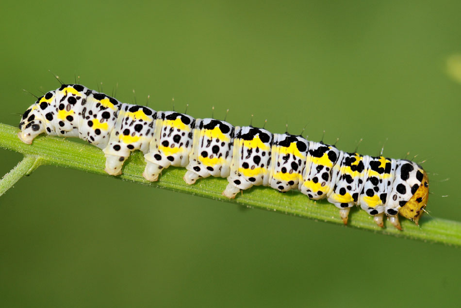 Aiuto det. bruco - Cucullia (Shargacucullia) blattariae